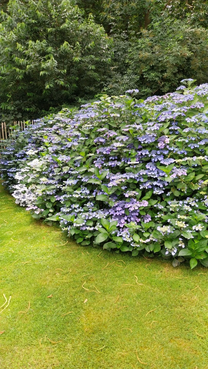 Sierplanten Hydrangea