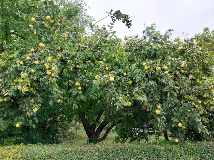 kweepeerbomen