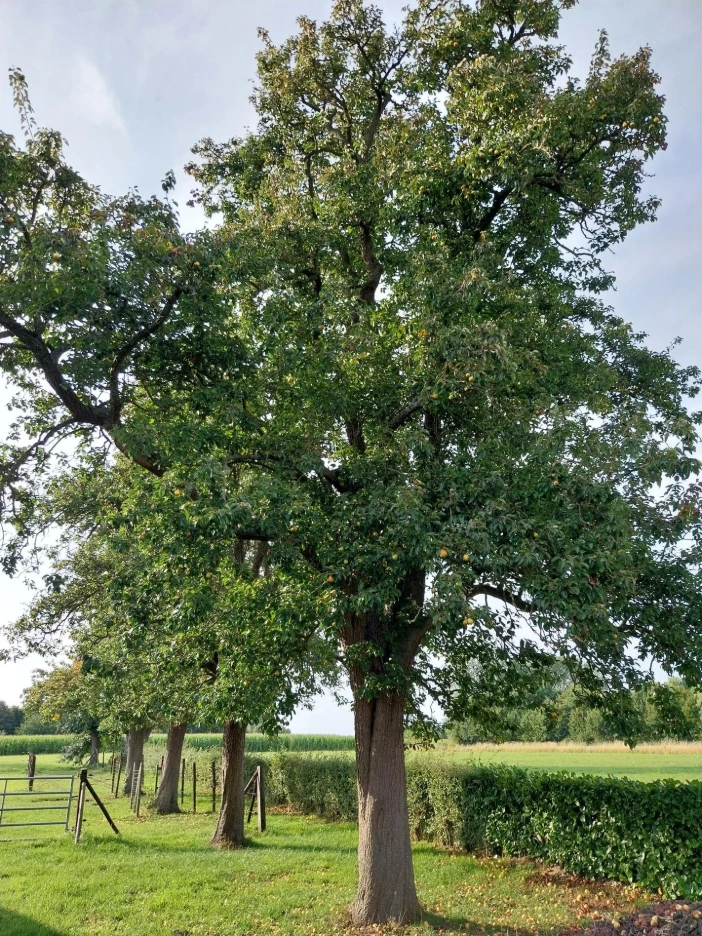 perenbomen