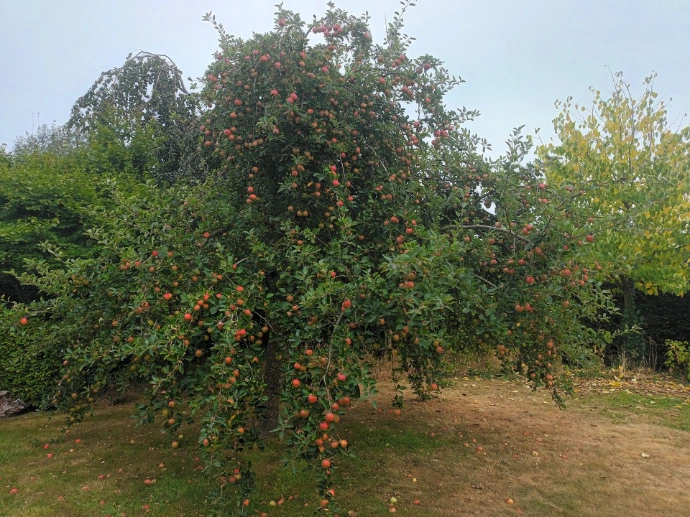 appelboom