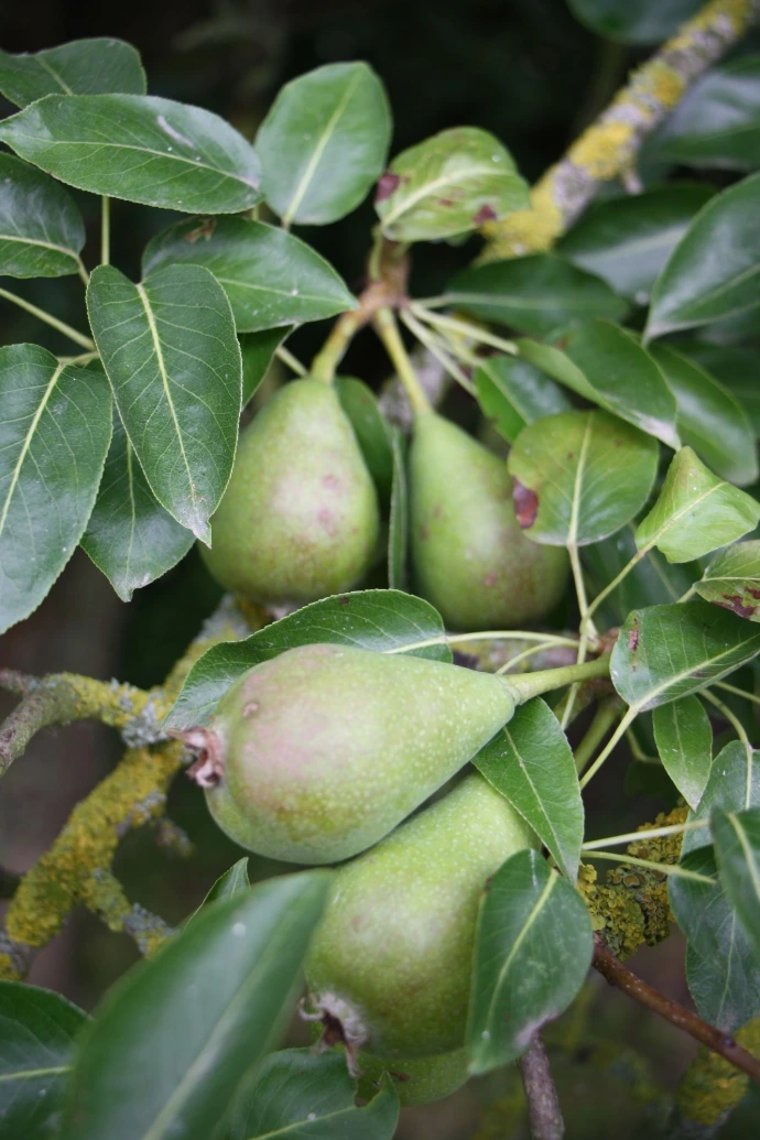 perenboom