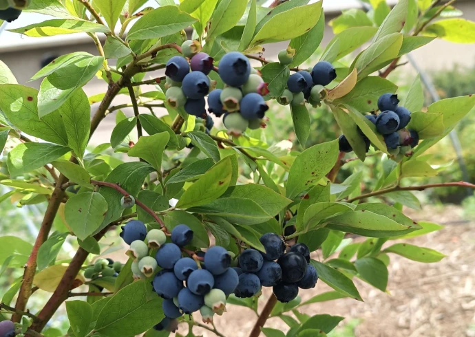 amerikaanse blauwbessen