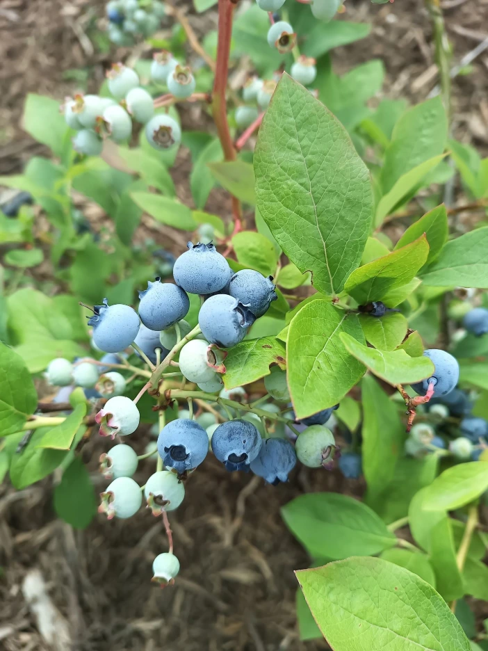 amerikaanse blauwbessen