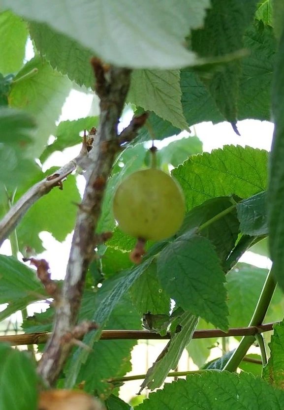 kruisbes