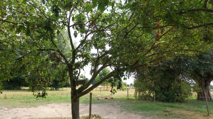 pruimenboom