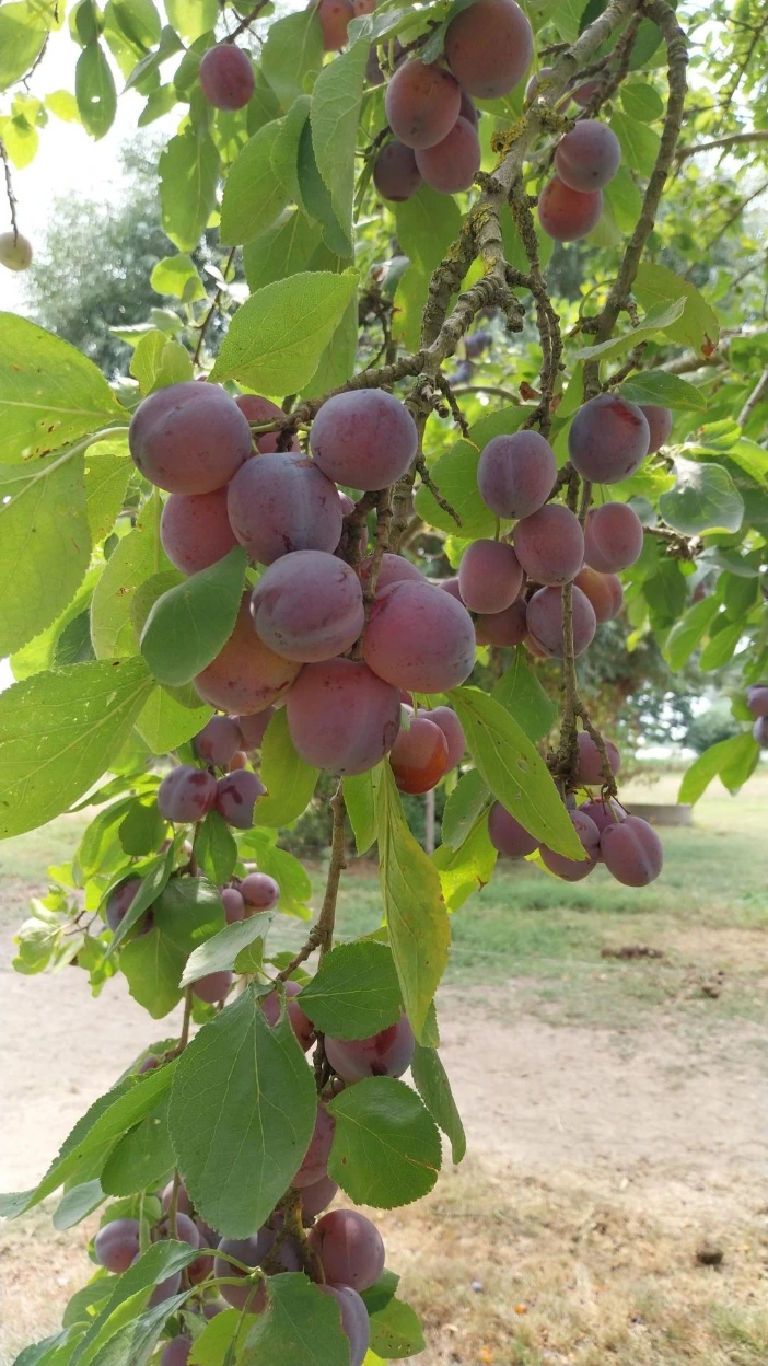 prunus domestica