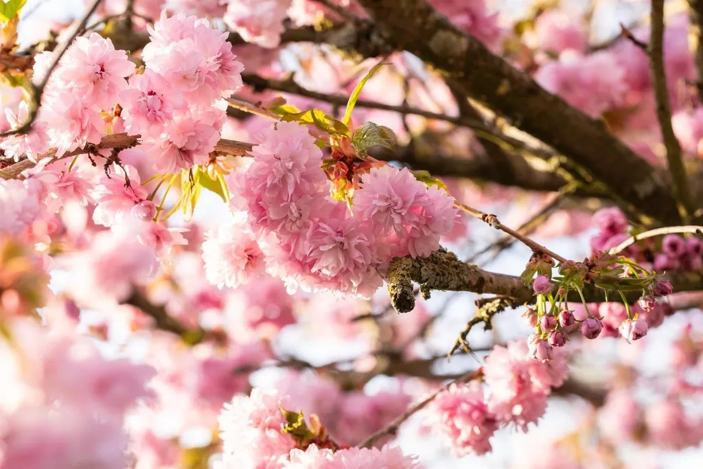 [PSHIHAC] PRUNUS SERRULATA 'HIZAKURA' (HALFSTAM, STAMOMTREK 6-8 CM, KLUIT-POT (PSHIHAC)).webp