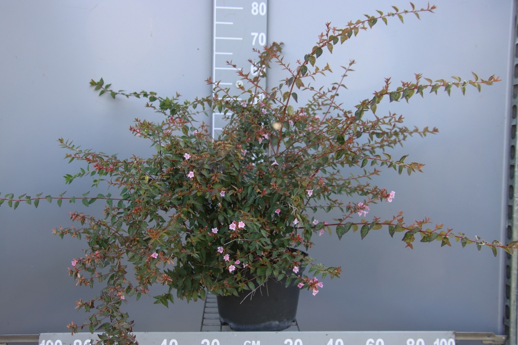 ABELIA 'EDWARD GOUCHER'