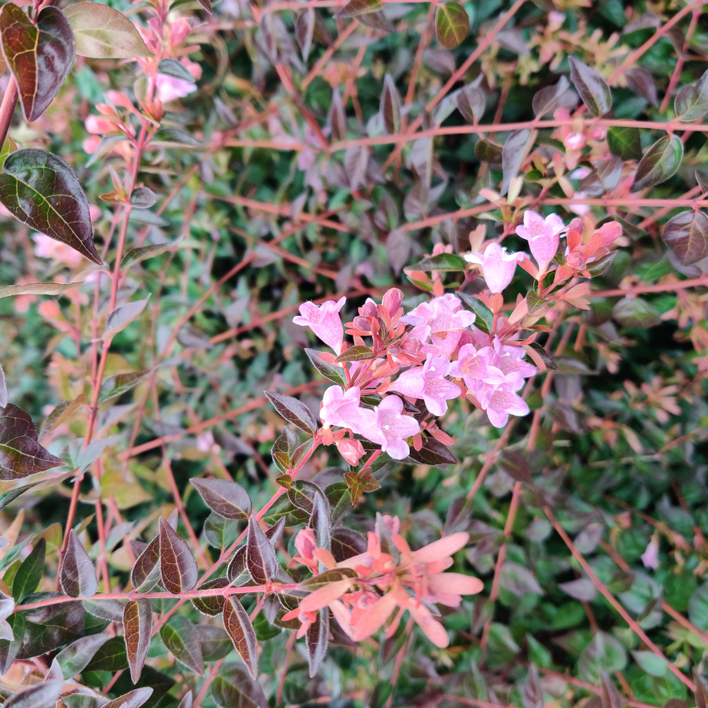 ABELIA 'EDWARD GOUCHER'