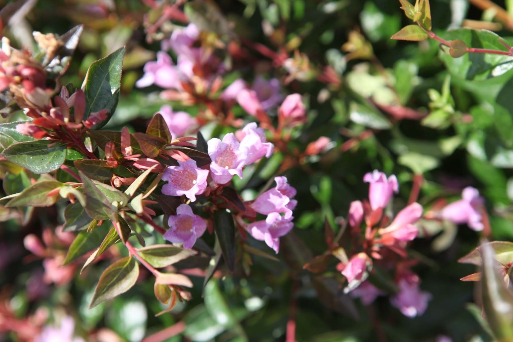 [AGEGA3] ABELIA 'EDWARD GOUCHER' (Pot 3 litres, 30-40 cm)