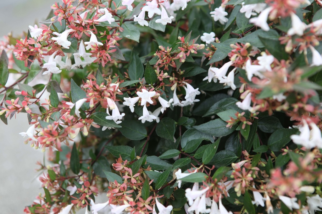 [AGR30] ABELIA GRANDIFLORA (Pot 3 liter, 30-40 cm)