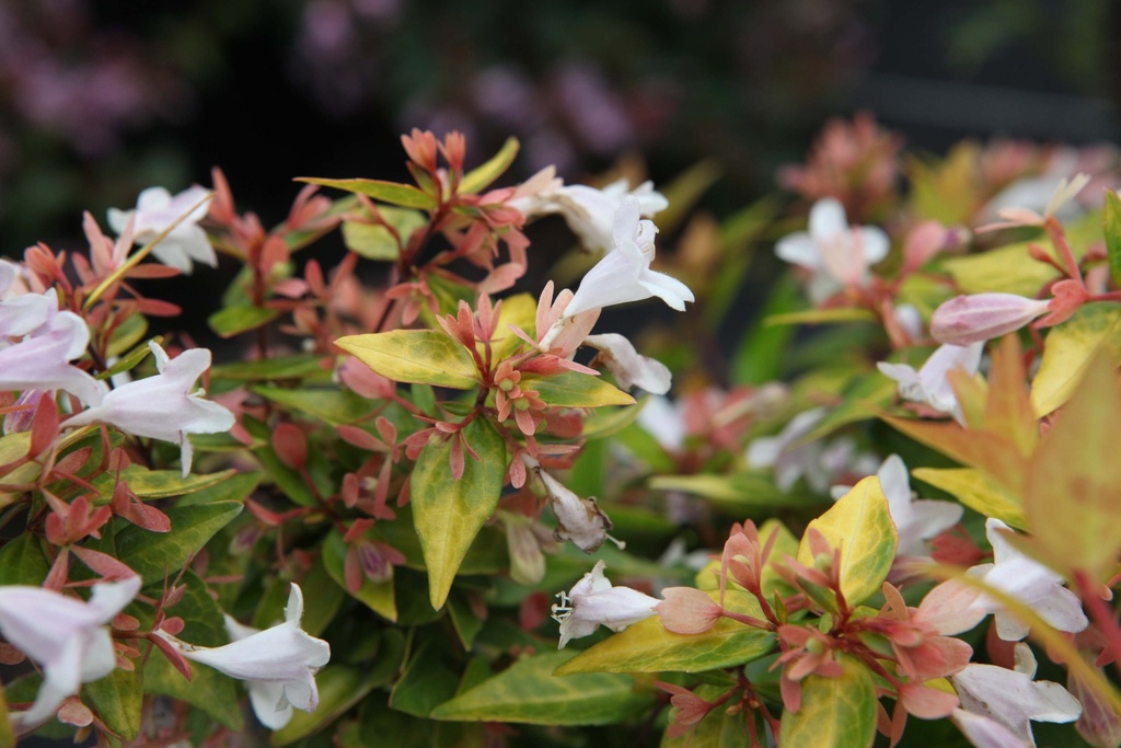 ABELIA GRANDIFLORA 'FRANCIS MASON'