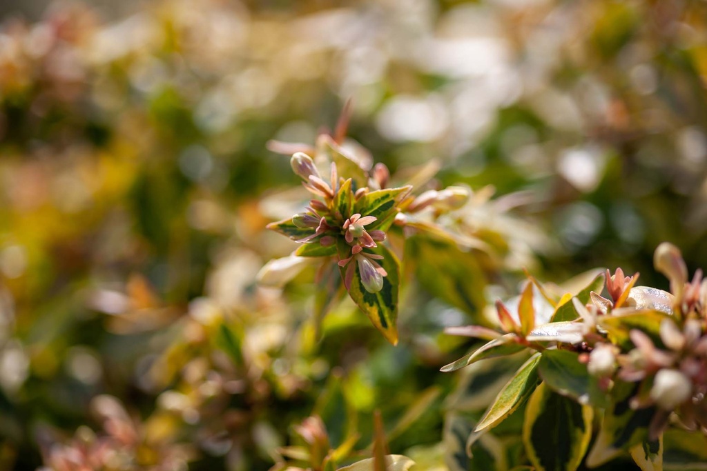 ABELIA 'KALEIDOSCOPE'