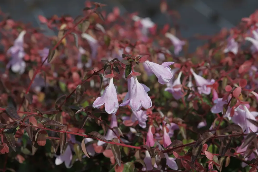 ABELIA PROVEN WINNERS® PINKY BELLS