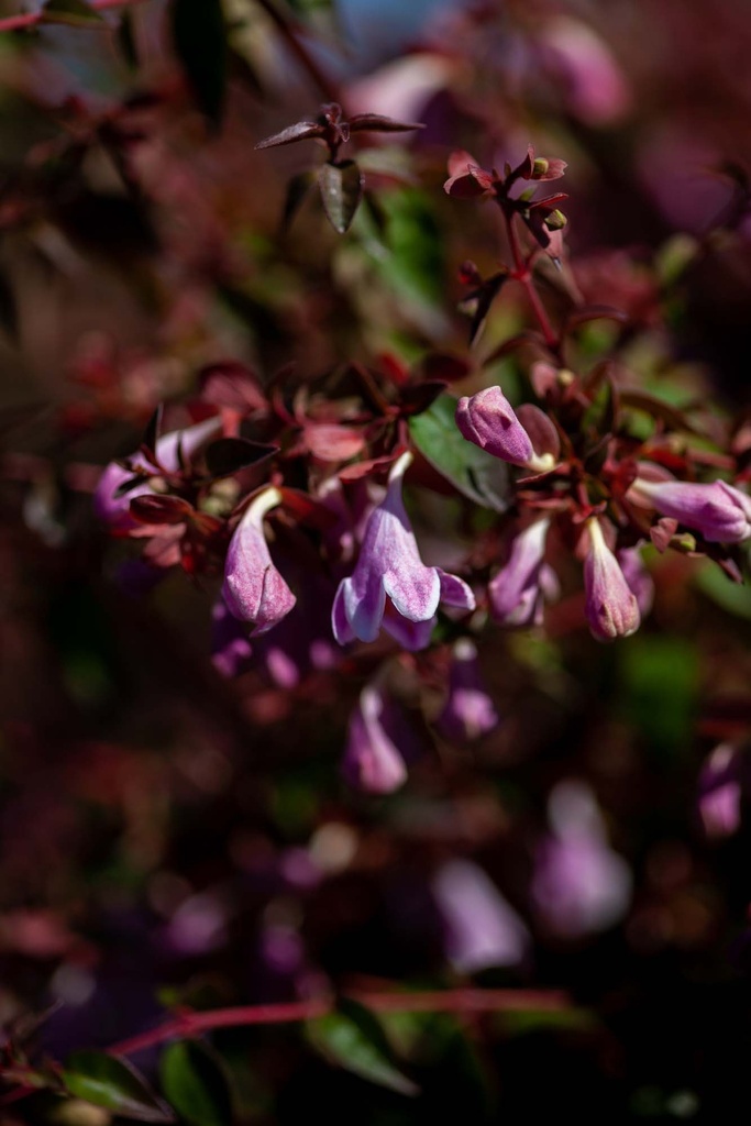 ABELIA PROVEN WINNERS® PINKY BELLS