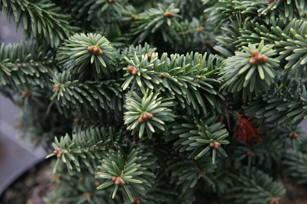 ABIES BALSAMEA 'NANA'