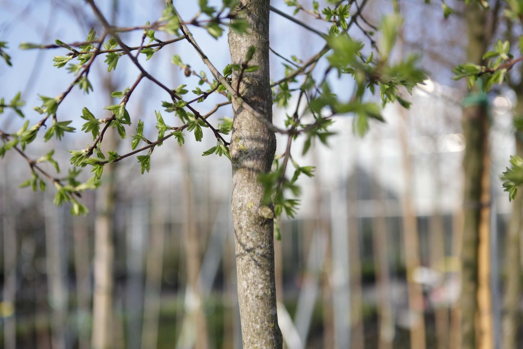 ACER BUERGERIANUM