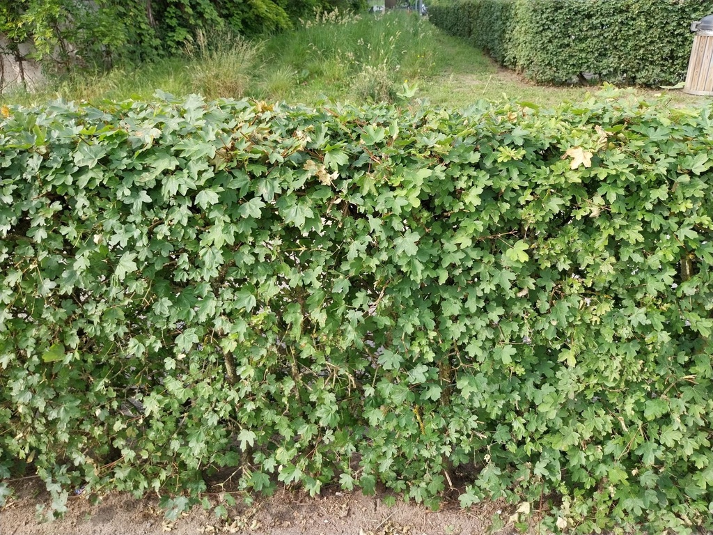 [ACA250M] ACER CAMPESTRE MEERSTAM (Pot, 250-300 cm)