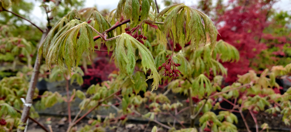 ACER JAPONICUM 'ACONITIFOLIUM'