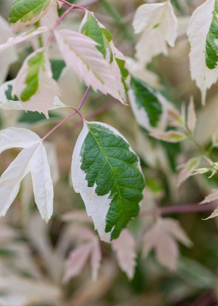 ACER NEGUNDO 'FLAMINGO'
