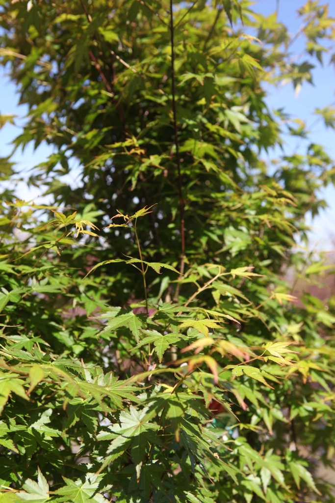 ACER PALMATUM