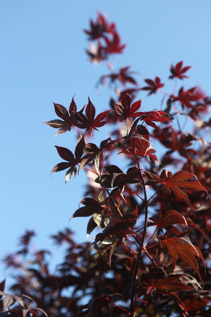 [APBL100] ACER PALMATUM 'BLOODGOOD' (Pot, 100-125 cm)