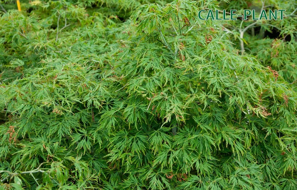 ACER PALMATUM 'DISSECTUM'