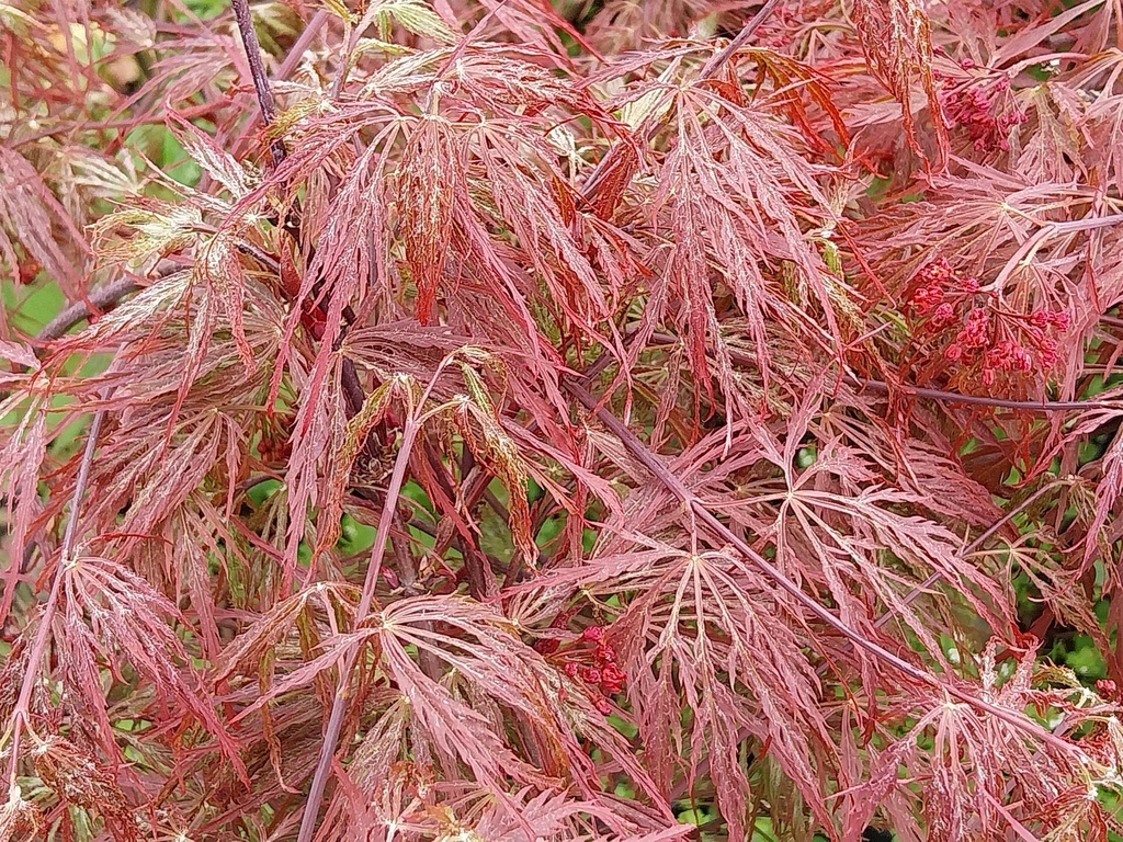 [APGA80] ACER PALMATUM 'GARNET' (Pot 15 liter, 80-100 cm)