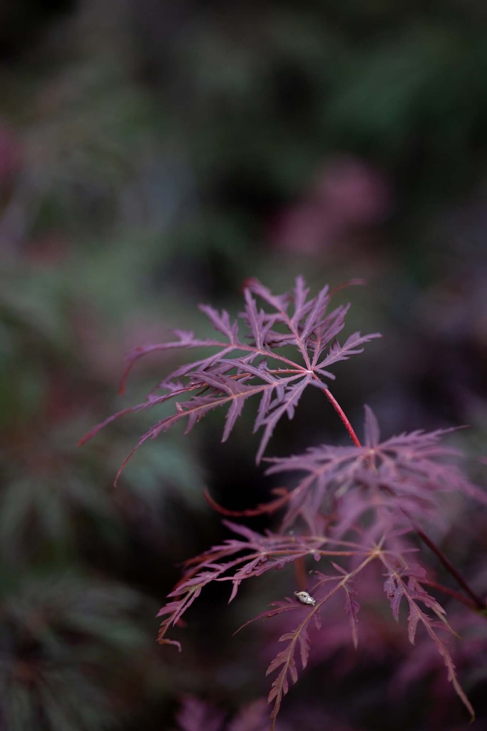 ACER PALMATUM 'INABA-SHIDARE'
