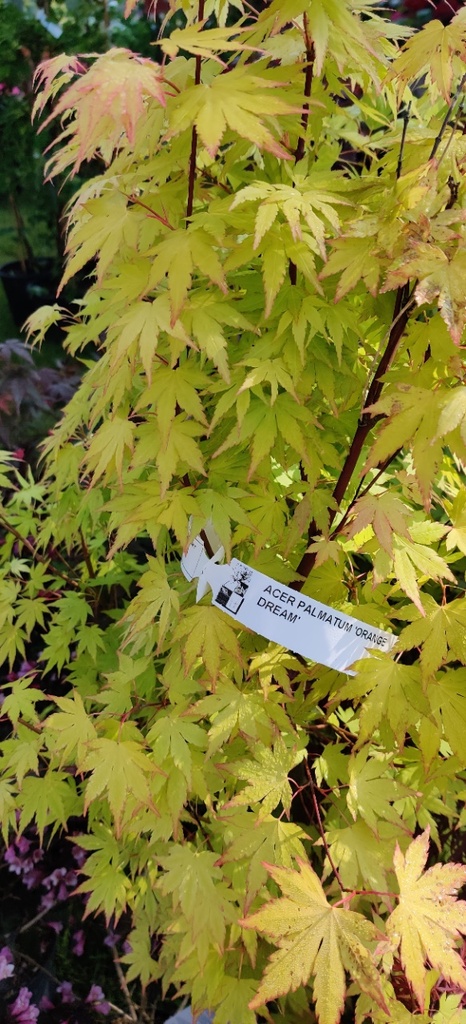 ACER PALMATUM 'ORANGE DREAM'