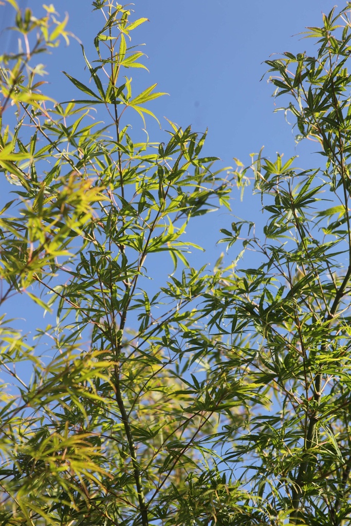 ACER PALMATUM 'SCOLOPENDRIIFOLIUM'
