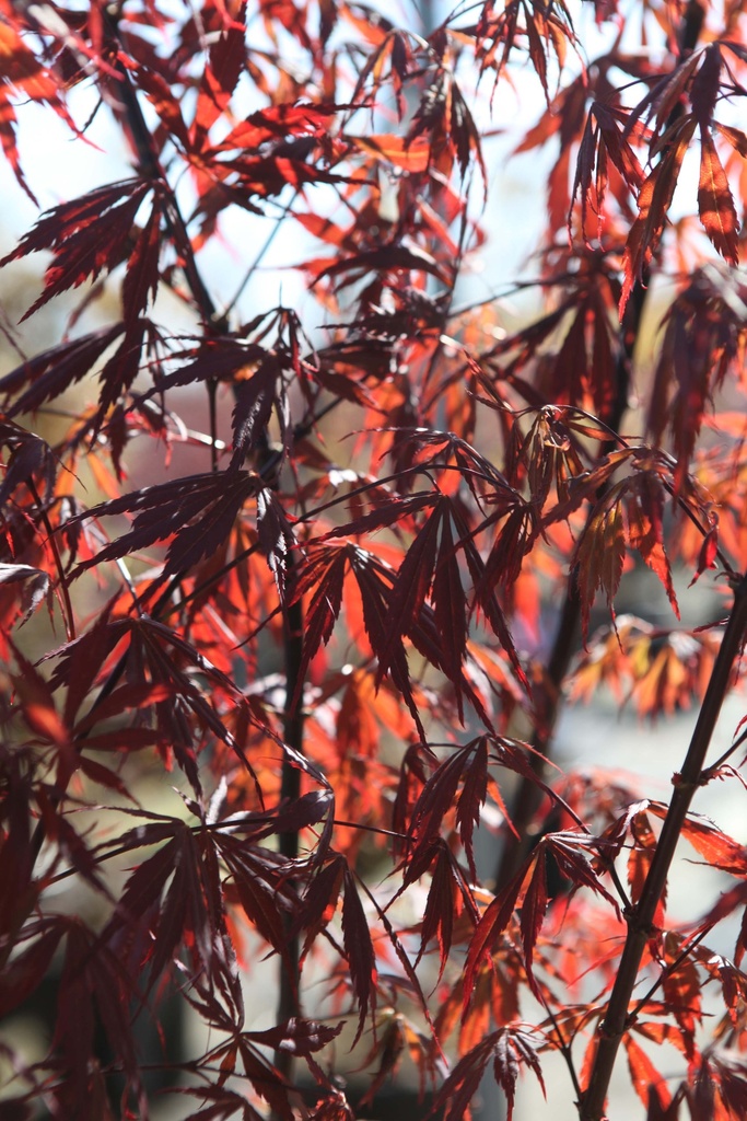 ACER PALMATUM 'SUMI-NAGASHI'