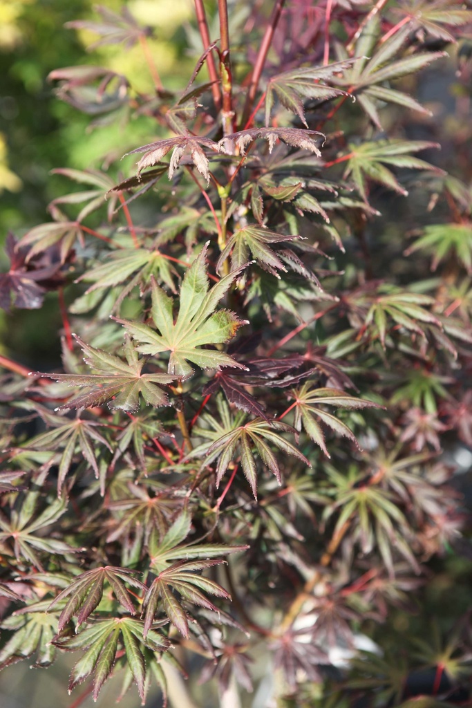 ACER PALMATUM 'TROMPENBURG'