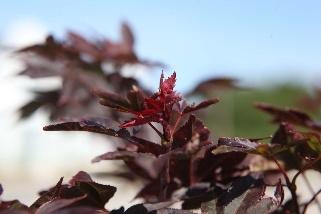 ACER PALMATUM 'TWOMBLY'S RED SENTINEL'