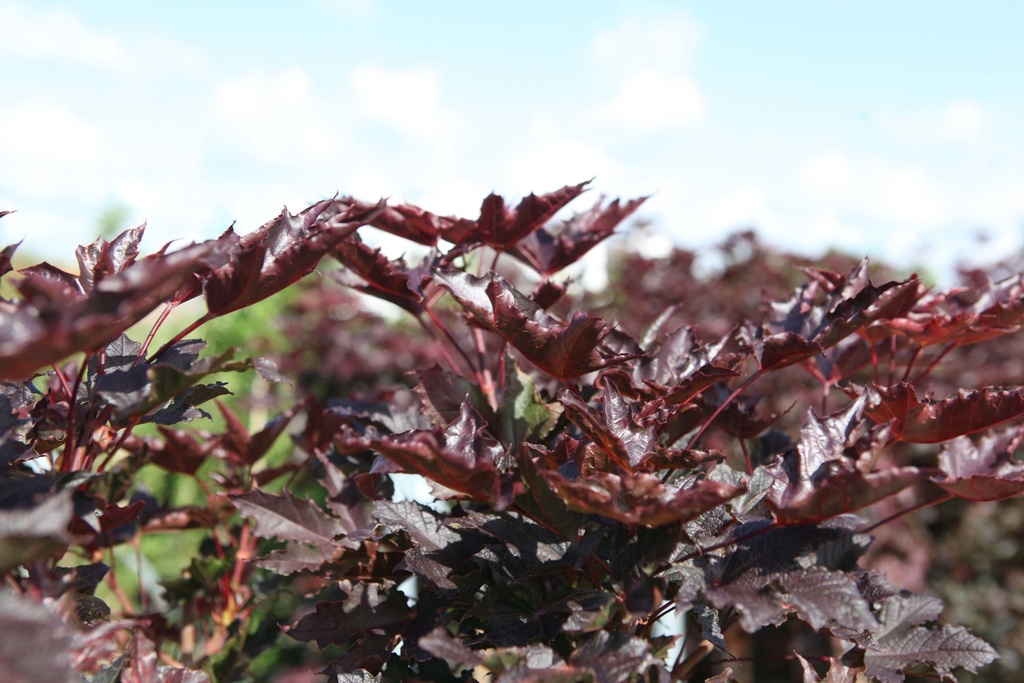 ACER PLATANOIDES 'CRIMSON SENTRY'