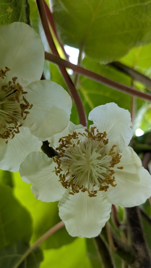 [ACMA] ACTINIDIA DELICIOSA 'ATLAS' (Pot 2 litres, 60-80 cm)