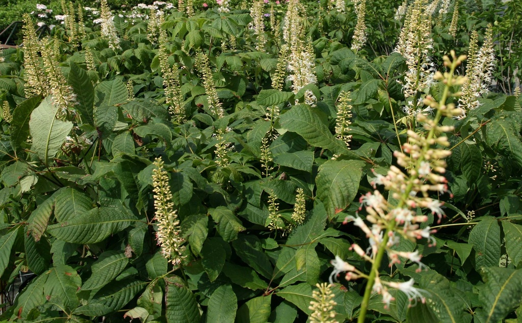 AESCULUS PARVIFLORA
