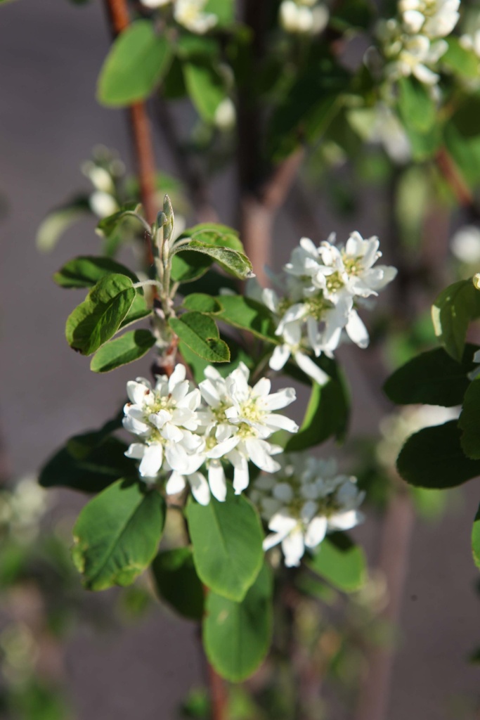 [AAOB125] AMELANCHIER ALNIFOLIA 'OBELISK' (Pot, 125-150 cm)