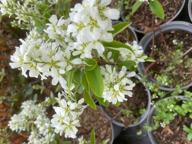 AMELANCHIER 'PRINCE WILLIAM'