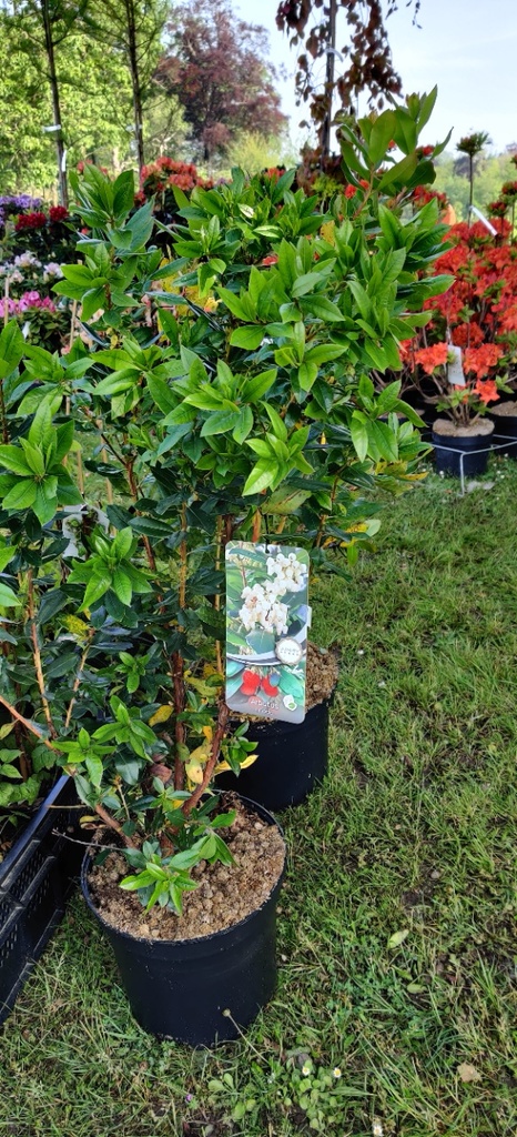 ARBUTUS UNEDO