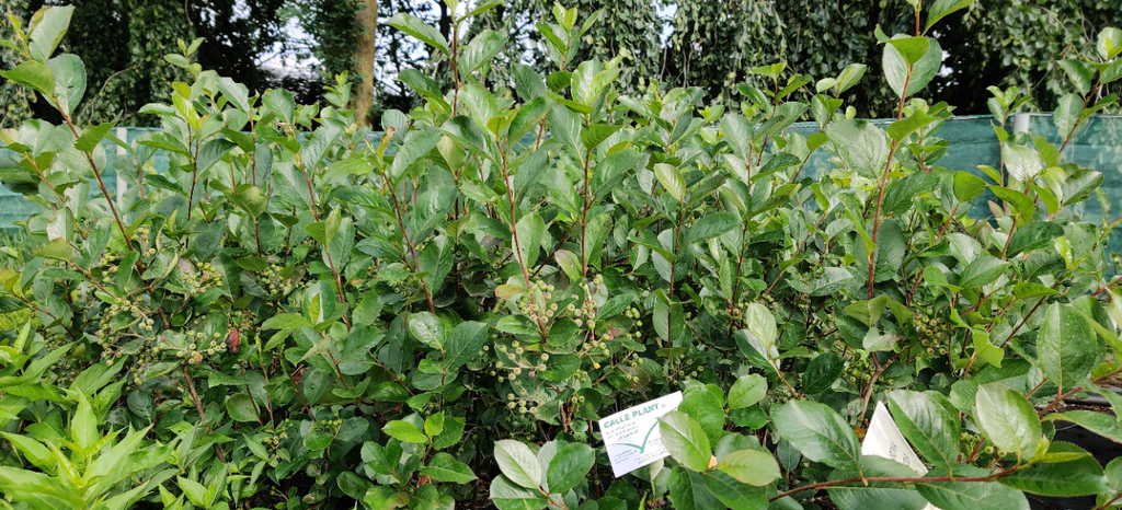 ARONIA ARBUTIFOLIA 'BRILLIANT'