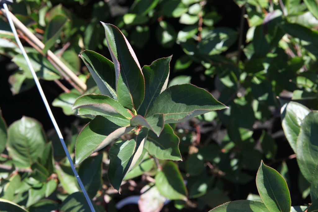[AABR50] ARONIA ARBUTIFOLIA 'BRILLIANT' (Pot 3 litres, 50-60 cm)