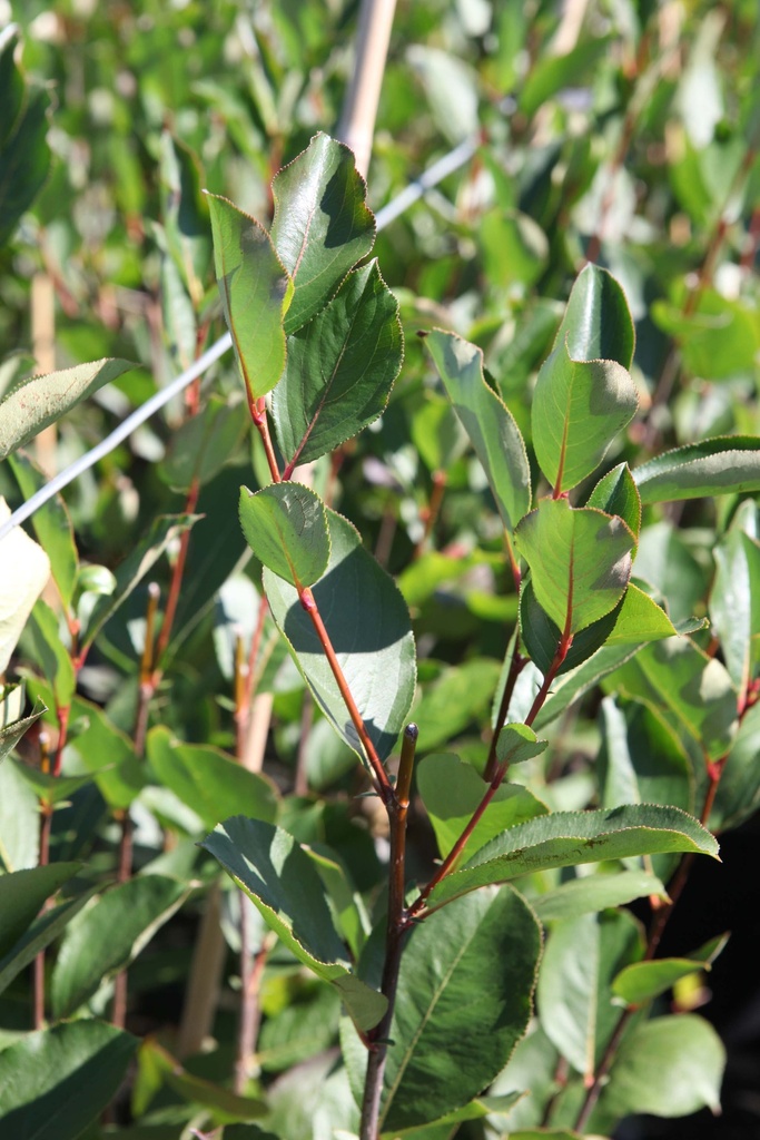 ARONIA MELANOCARPA 'AUTUMN MAGIC'