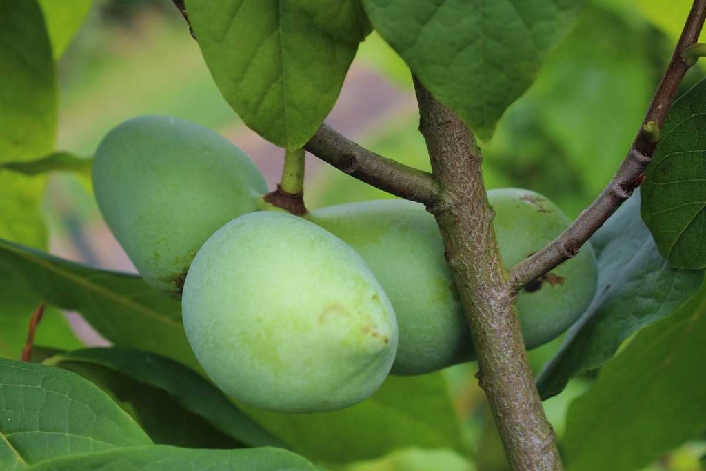 [ATSU3] ASIMINA TRILOBA 'SUNFLOWER' (Pot 5 liter, 50-60 cm)