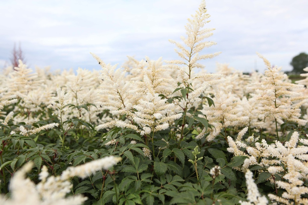 ASTILBE (J) 'WASHINGTON'