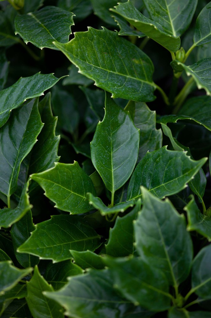 AUCUBA JAPONICA 'ROZANNIE'