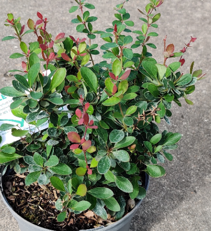 BERBERIS BUXIFOLIA 'NANA'