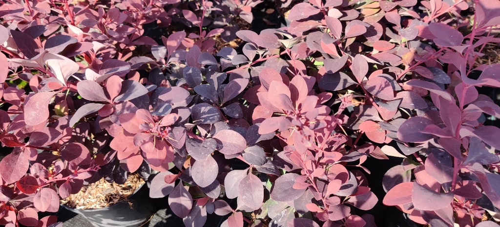 BERBERIS OTTAWENSIS 'SUPERBA'
