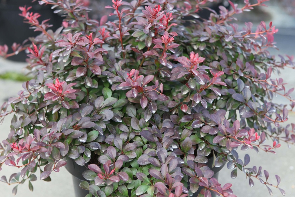 [BTANA20C3] BERBERIS THUNBERGII 'ATROPURPUREA NANA' (Pot 3 litres, 20-25 cm)