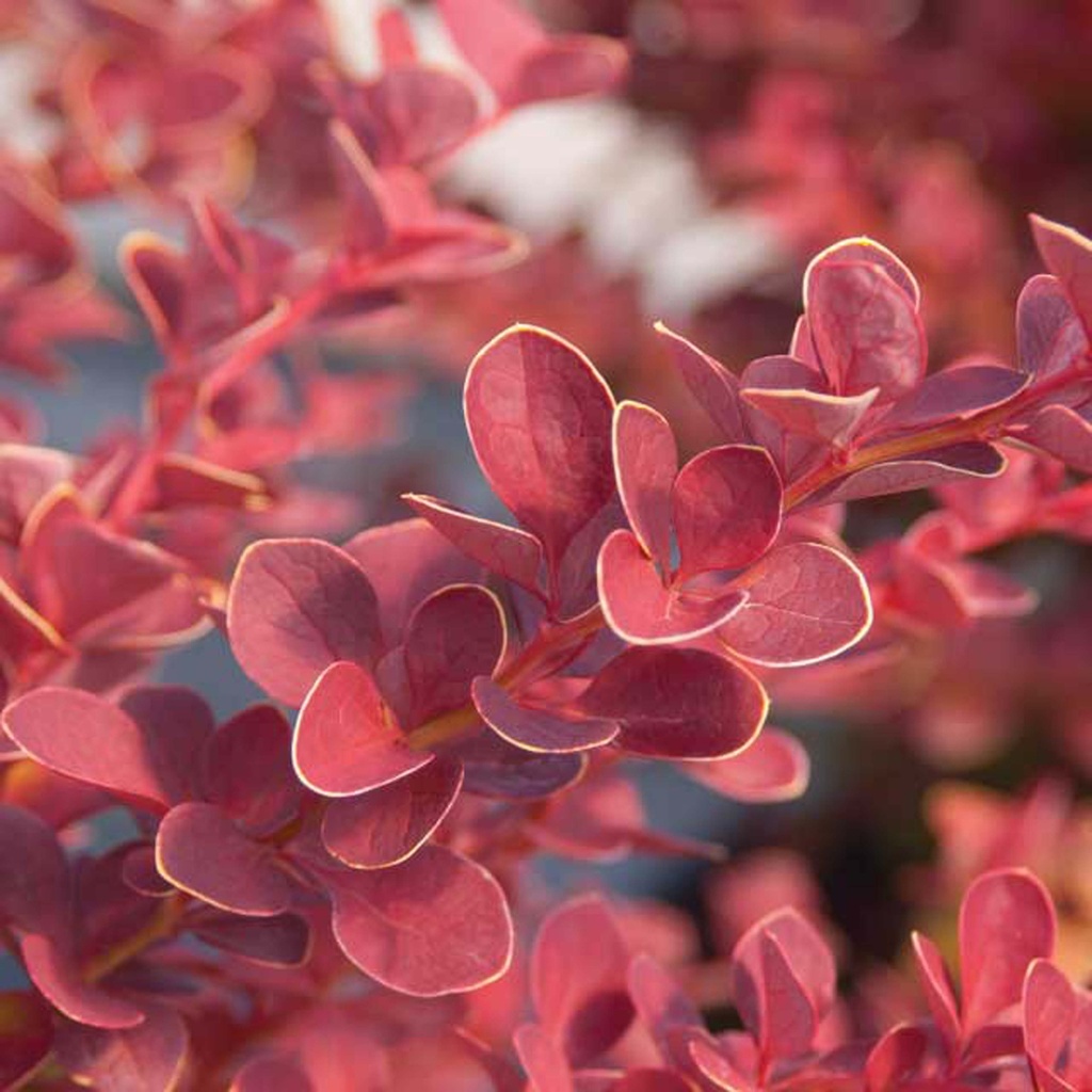 BERBERIS THUNBERGII FIRST EDITIONS® 'TOSCANA'